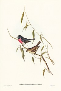 Pink-breasted Wood-robin (Erythrodryas rhodinogaster) illustrated by Elizabeth Gould (1804&ndash;1841) for John Gould&rsquo;s (1804-1881) Birds of Australia (1972 Edition, 8 volumes). Digitally enhanced from our own facsimile book (1972 Edition, 8 volumes).