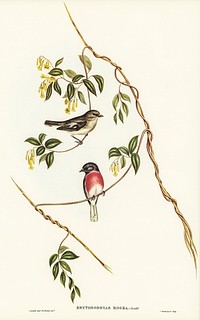 Rose-breasted Wood-robin (Erythrodryas rosea) illustrated by <a href="https://www.rawpixel.com/search/Elizabeth%20Gould?&amp;page=1">Elizabeth Gould</a> (1804&ndash;1841) for <a href="https://www.rawpixel.com/search/John%20Gould?">John Gould</a>&rsquo;s (1804-1881) Birds of Australia (1972 Edition, 8 volumes). Digitally enhanced from our own facsimile book (1972 Edition, 8 volumes).