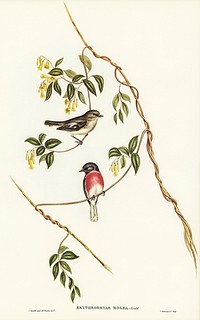 Rose-breasted Wood-robin (Erythrodryas rosea) illustrated by Elizabeth Gould (1804–1841) for John Gould’s (1804-1881) Birds of Australia (1972 Edition, 8 volumes). Digitally enhanced from our own facsimile book (1972 Edition, 8 volumes).