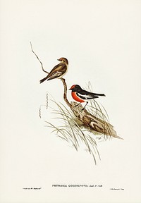 Red-capped Robin (Petroica Goodenovii) illustrated by Elizabeth Gould (1804&ndash;1841) for John Gould&rsquo;s (1804-1881) Birds of Australia (1972 Edition, 8 volumes). Digitally enhanced from our own facsimile book (1972 Edition, 8 volumes).