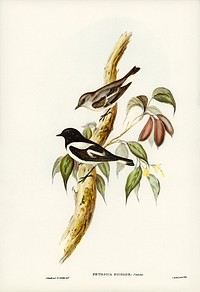 Pied Robin (Petroica bicolor, Swains) illustrated by <a href="https://www.rawpixel.com/search/Elizabeth%20Gould?&amp;page=1">Elizabeth Gould</a> (1804&ndash;1841) for <a href="https://www.rawpixel.com/search/John%20Gould?">John Gould</a>&rsquo;s (1804-1881) Birds of Australia (1972 Edition, 8 volumes). Digitally enhanced from our own facsimile book (1972 Edition, 8 volumes).