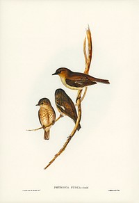 Dusky Robin (Petroica fusca) illustrated by <a href="https://www.rawpixel.com/search/Elizabeth%20Gould?&amp;page=1">Elizabeth Gould</a> (1804&ndash;1841) for <a href="https://www.rawpixel.com/search/John%20Gould?">John Gould</a>&rsquo;s (1804-1881) Birds of Australia (1972 Edition, 8 volumes). Digitally enhanced from our own facsimile book (1972 Edition, 8 volumes).