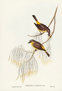 Yellow-breasted Robin (Eopsaltria Australis) illustrated by Elizabeth Gould (1804&ndash;1841) for John Gould&rsquo;s (1804-1881) Birds of Australia (1972 Edition, 8 volumes). Digitally enhanced from our own facsimile book (1972 Edition, 8 volumes).