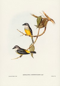Grey-breasted Robin (Eopsaltria griseogularis) illustrated by Elizabeth Gould (1804&ndash;1841) for John Gould&rsquo;s (1804-1881) Birds of Australia (1972 Edition, 8 volumes). Digitally enhanced from our own facsimile book (1972 Edition, 8 volumes).