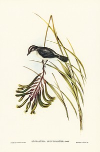 White-bellied Robin illustrated by <a href="https://www.rawpixel.com/search/Elizabeth%20Gould?&amp;page=1">Elizabeth Gould</a> (1804&ndash;1841) for <a href="https://www.rawpixel.com/search/John%20Gould?">John Gould</a>&rsquo;s (1804-1881) Birds of Australia (1972 Edition, 8 volumes). Digitally enhanced from our own facsimile book (1972 Edition, 8 volumes).