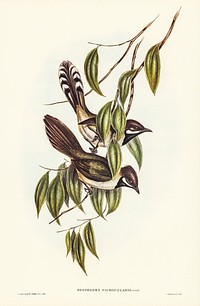 Black-throated Psophodes (Psophodes nigrogularis) illustrated by <a href="https://www.rawpixel.com/search/Elizabeth%20Gould?&amp;page=1">Elizabeth Gould</a> (1804&ndash;1841) for <a href="https://www.rawpixel.com/search/John%20Gould?">John Gould</a>&rsquo;s (1804-1881) Birds of Australia (1972 Edition, 8 volumes). Digitally enhanced from our own facsimile book (1972 Edition, 8 volumes).