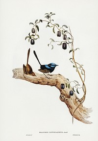 Long-tailed Wren (Malurus longicaudus) illustrated by Elizabeth Gould (1804&ndash;1841) for John Gould&rsquo;s (1804-1881) Birds of Australia (1972 Edition, 8 volumes). Digitally enhanced from our own facsimile book (1972 Edition, 8 volumes).