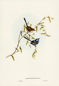 Black-backed Wren (Malurus melanotus) illustrated by <a href="https://www.rawpixel.com/search/Elizabeth%20Gould?&amp;page=1">Elizabeth Gould</a> (1804&ndash;1841) for <a href="https://www.rawpixel.com/search/John%20Gould?">John Gould</a>&rsquo;s (1804-1881) Birds of Australia (1972 Edition, 8 volumes). Digitally enhanced from our own facsimile book (1972 Edition, 8 volumes).