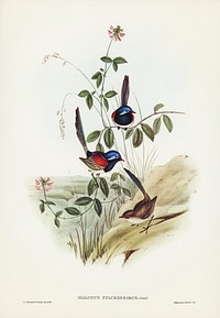 Beautiful Wren (Malurus pulcherrimus) illustrated by <a href="https://www.rawpixel.com/search/Elizabeth%20Gould?&amp;page=1">Elizabeth Gould</a> (1804&ndash;1841) for <a href="https://www.rawpixel.com/search/John%20Gould?">John Gould</a>&rsquo;s (1804-1881) Birds of Australia (1972 Edition, 8 volumes). Digitally enhanced from our own facsimile book (1972 Edition, 8 volumes).
