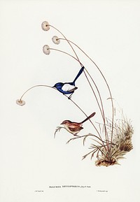White-winged Wren (Malurus leucopterus) illustrated by Elizabeth Gould (1804&ndash;1841) for John Gould&rsquo;s (1804-1881) Birds of Australia (1972 Edition, 8 volumes). Digitally enhanced from our own facsimile book (1972 Edition, 8 volumes).