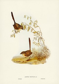 Textile Wren (mytis textilis) illustrated by <a href="https://www.rawpixel.com/search/Elizabeth%20Gould?&amp;page=1">Elizabeth Gould </a>(1804&ndash;1841) for <a href="https://www.rawpixel.com/search/John%20Gould?">John Gould</a>&rsquo;s (1804-1881) Birds of Australia (1972 Edition, 8 volumes). Digitally enhanced from our own facsimile book (1972 Edition, 8 volumes).