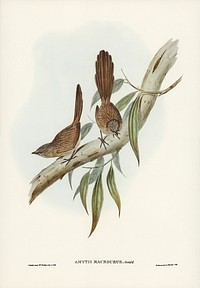 Large-tailed Wren (Amytis macrourus) illustrated by <a href="https://www.rawpixel.com/search/Elizabeth%20Gould?&amp;page=1">Elizabeth Gould</a> (1804&ndash;1841) for <a href="https://www.rawpixel.com/search/John%20Gould?">John Gould</a>&rsquo;s (1804-1881) Birds of Australia (1972 Edition, 8 volumes). Digitally enhanced from our own facsimile book (1972 Edition, 8 volumes).