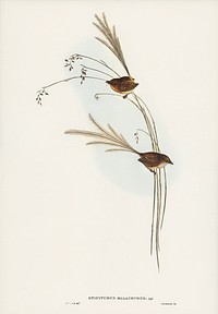 Emu Wren (tipiturus malachurus) illustrated by Elizabeth Gould (1804&ndash;1841) for John Gould&rsquo;s (1804-1881) Birds of Australia (1972 Edition, 8 volumes). Digitally enhanced from our own facsimile book (1972 Edition, 8 volumes).