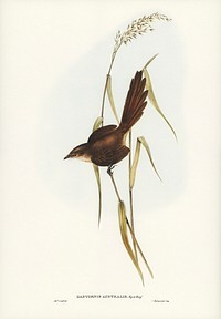 Bristle Bird (Dasyornis Australis) illustrated by <a href="https://www.rawpixel.com/search/Elizabeth%20Gould?&amp;page=1">Elizabeth Gould</a> (1804&ndash;1841) for <a href="https://www.rawpixel.com/search/John%20Gould?">John Gould</a>&rsquo;s (1804-1881) Birds of Australia (1972 Edition, 8 volumes). Digitally enhanced from our own facsimile book (1972 Edition, 8 volumes).