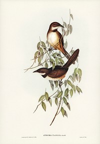 Noisy Brush-bird (Atrichia clamosa) illustrated by Elizabeth Gould (1804&ndash;1841) for John Gould&rsquo;s (1804-1881) Birds of Australia (1972 Edition, 8 volumes). Digitally enhanced from our own facsimile book (1972 Edition, 8 volumes).