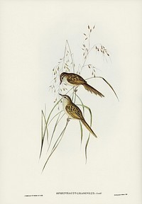 Grass-loving Sphenoeacus (Sphenoeacus gramineus) illustrated by Elizabeth Gould (1804&ndash;1841) for John Gould&rsquo;s (1804-1881) Birds of Australia (1972 Edition, 8 volumes). Digitally enhanced from our own facsimile book (1972 Edition, 8 volumes).
