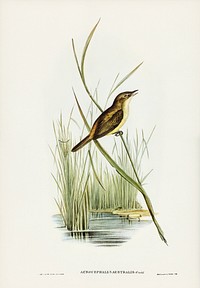 Reed Warbler (Acrocephalus Australis) illustrated by <a href="https://www.rawpixel.com/search/Elizabeth%20Gould?&amp;page=1">Elizabeth Gould </a>(1804&ndash;1841) for <a href="https://www.rawpixel.com/search/John%20Gould?">John Gould</a>&rsquo;s (1804-1881) Birds of Australia (1972 Edition, 8 volumes). Digitally enhanced from our own facsimile book (1972 Edition, 8 volumes).