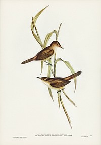 Long-billed Reed Warbler (Acrocephalus longirostris) illustrated by <a href="https://www.rawpixel.com/search/Elizabeth%20Gould?&amp;page=1">Elizabeth Gould </a>(1804&ndash;1841) for <a href="https://www.rawpixel.com/search/John%20Gould?">John Gould</a>&rsquo;s (1804-1881) Birds of Australia (1972 Edition, 8 volumes). Digitally enhanced from our own facsimile book (1972 Edition, 8 volumes).