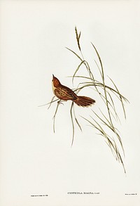 Great Warbler (Cysticola magna) illustrated by <a href="https://www.rawpixel.com/search/Elizabeth%20Gould?&amp;page=1">Elizabeth Gould</a> (1804&ndash;1841) for <a href="https://www.rawpixel.com/search/John%20Gould?">John Gould</a>&rsquo;s (1804-1881) Birds of Australia (1972 Edition, 8 volumes). Digitally enhanced from our own facsimile book (1972 Edition, 8 volumes).