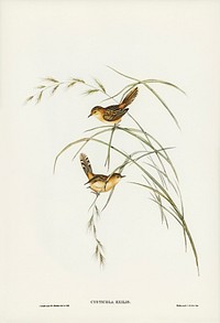 Exile Warbler (Cysticola exilis) illustrated by <a href="https://www.rawpixel.com/search/Elizabeth%20Gould?&amp;page=1">Elizabeth Gould</a> (1804&ndash;1841) for <a href="https://www.rawpixel.com/search/John%20Gould?">John Gould</a>&rsquo;s (1804-1881) Birds of Australia (1972 Edition, 8 volumes). Digitally enhanced from our own facsimile book (1972 Edition, 8 volumes).