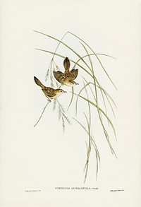 Lineated Warbler (Cysticola lineocapilla) illustrated by Elizabeth Gould (1804&ndash;1841) for John Gould&rsquo;s (1804-1881) Birds of Australia (1972 Edition, 8 volumes). Digitally enhanced from our own facsimile book (1972 Edition, 8 volumes).