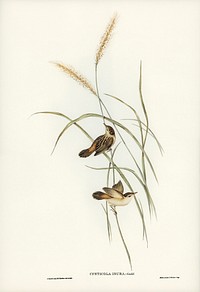 Square-tailed Warbler (Cysticola isura) illustrated by <a href="https://www.rawpixel.com/search/Elizabeth%20Gould?&amp;page=1">Elizabeth Gould</a> (1804&ndash;1841) for <a href="https://www.rawpixel.com/search/John%20Gould?">John Gould</a>&rsquo;s (1804-1881) Birds of Australia (1972 Edition, 8 volumes). Digitally enhanced from our own facsimile book (1972 Edition, 8 volumes).