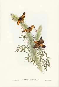 Rufous-headed Warbler (Cysticola ruficeps) illustrated by Elizabeth Gould (1804&ndash;1841) for John Gould&rsquo;s (1804-1881) Birds of Australia (1972 Edition, 8 volumes). Digitally enhanced from our own facsimile book (1972 Edition, 8 volumes).
