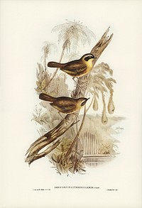 Yellow-throated Sericornis (Sericornis citreogularis) illustrated by <a href="https://www.rawpixel.com/search/Elizabeth%20Gould?&amp;page=1">Elizabeth Gould</a> (1804&ndash;1841) for <a href="https://www.rawpixel.com/search/John%20Gould?">John Gould</a>&rsquo;s (1804-1881) Birds of Australia (1972 Edition, 8 volumes). Digitally enhanced from our own facsimile book (1972 Edition, 8 volumes).
