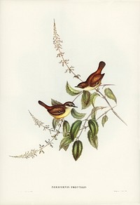 White-fronted Sericornis (Sericornis frontalis) illustrated by <a href="https://www.rawpixel.com/search/Elizabeth%20Gould?&amp;page=1">Elizabeth Gould</a> (1804&ndash;1841) for <a href="https://www.rawpixel.com/search/John%20Gould?">John Gould</a>&rsquo;s (1804-1881) Birds of Australia (1972 Edition, 8 volumes). Digitally enhanced from our own facsimile book (1972 Edition, 8 volumes).