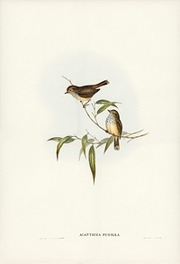 Little Brown Acanthiza (Acanthiza pusilla) illustrated by <a href="https://www.rawpixel.com/search/Elizabeth%20Gould?&amp;page=1">Elizabeth Gould</a> (1804&ndash;1841) for <a href="https://www.rawpixel.com/search/John%20Gould?">John Gould</a>&rsquo;s (1804-1881) Birds of Australia (1972 Edition, 8 volumes). Digitally enhanced from our own facsimile book (1972 Edition, 8 volumes).