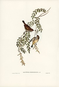 Tasmanian Acanthiza (Acanthiza Diemenensis) illustrated by <a href="https://www.rawpixel.com/search/Elizabeth%20Gould?&amp;page=1">Elizabeth Gould</a> (1804&ndash;1841) for <a href="https://www.rawpixel.com/search/John%20Gould?">John Gould</a>&rsquo;s (1804-1881) Birds of Australia (1972 Edition, 8 volumes). Digitally enhanced from our own facsimile book (1972 Edition, 8 volumes).