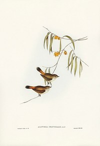 Chestnut-rumped Acanthiza (Acanthiza uropygialis) illustrated by <a href="https://www.rawpixel.com/search/Elizabeth%20Gould?&amp;page=1">Elizabeth Gould</a> (1804&ndash;1841) for <a href="https://www.rawpixel.com/search/John%20Gould?">John Gould</a>&rsquo;s (1804-1881) Birds of Australia (1972 Edition, 8 volumes). Digitally enhanced from our own facsimile book (1972 Edition, 8 volumes).