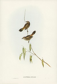 Western Acanthiza (Acanthiza apicalis) illustrated by <a href="https://www.rawpixel.com/search/Elizabeth%20Gould?&amp;page=1">Elizabeth Gould</a> (1804&ndash;1841) for <a href="https://www.rawpixel.com/search/John%20Gould?">John Gould</a>&rsquo;s (1804-1881) Birds of Australia (1972 Edition, 8 volumes). Digitally enhanced from our own facsimile book (1972 Edition, 8 volumes).