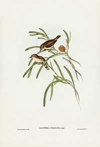 Plain-coloured Acanthiza (Acanthiza inornata) illustrated by Elizabeth Gould (1804&ndash;1841) for John Gould&rsquo;s (1804-1881) Birds of Australia (1972 Edition, 8 volumes). Digitally enhanced from our own facsimile book (1972 Edition, 8 volumes).