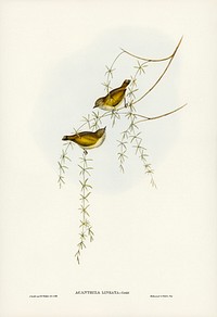 Striated Acanthiza (Acanthiza lineata) illustrated by <a href="https://www.rawpixel.com/search/Elizabeth%20Gould?&amp;page=1">Elizabeth Gould </a>(1804&ndash;1841) for <a href="https://www.rawpixel.com/search/John%20Gould?">John Goul</a>d&rsquo;s (1804-1881) Birds of Australia (1972 Edition, 8 volumes). Digitally enhanced from our own facsimile book (1972 Edition, 8 volumes).