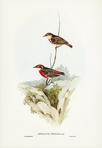 Tricoloured chat (Ephthianura tricolor) illustrated by Elizabeth Gould (1804&ndash;1841) for John Gould&rsquo;s (1804-1881) Birds of Australia (1972 Edition, 8 volumes). Digitally enhanced from our own facsimile book (1972 Edition, 8 volumes).