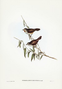 Brown Red-throat (Pyrrholaemus brunneus) illustrated by <a href="https://www.rawpixel.com/search/Elizabeth%20Gould?&amp;page=1">Elizabeth Gould</a> (1804&ndash;1841) for <a href="https://www.rawpixel.com/search/John%20Gould?">John Gould</a>&rsquo;s (1804-1881) Birds of Australia (1972 Edition, 8 volumes). Digitally enhanced from our own facsimile book (1972 Edition, 8 volumes).