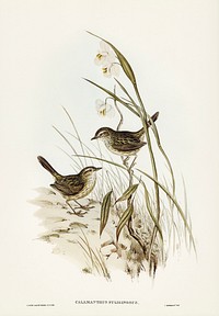 Striated Reed Lark (alamanthus fuliginosus) illustrated by <a href="https://www.rawpixel.com/search/Elizabeth%20Gould?&amp;page=1">Elizabeth Gould</a> (1804&ndash;1841) for <a href="https://www.rawpixel.com/search/John%20Gould?">John Gould</a>&rsquo;s (1804-1881) Birds of Australia (1972 Edition, 8 volumes). Digitally enhanced from our own facsimile book (1972 Edition, 8 volumes).