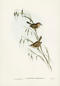 Field Reed Lark Calamanthus campestris) illustrated by<a href="https://www.rawpixel.com/search/Elizabeth%20Gould?&amp;page=1"> Elizabeth Gould</a> (1804&ndash;1841) for <a href="https://www.rawpixel.com/search/John%20Gould?">John Gould</a>&rsquo;s (1804-1881) Birds of Australia (1972 Edition, 8 volumes). Digitally enhanced from our own facsimile book (1972 Edition, 8 volumes).