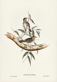 Little chthonicola (chthonicola minima) illustrated by <a href="https://www.rawpixel.com/search/Elizabeth%20Gould?&amp;page=1">Elizabeth Gould</a> (1804&ndash;1841) for <a href="https://www.rawpixel.com/search/John%20Gould?">John Gould</a>&rsquo;s (1804-1881) Birds of Australia (1972 Edition, 8 volumes). Digitally enhanced from our own facsimile book (1972 Edition, 8 volumes).