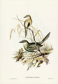 Brown Songlark (Cincloramphus cruralis) illustrated by <a href="https://www.rawpixel.com/search/Elizabeth%20Gould?&amp;page=1">Elizabeth Gould</a> (1804&ndash;1841) for<a href="https://www.rawpixel.com/search/John%20Gould?"> John Gould</a>&rsquo;s (1804-1881) Birds of Australia (1972 Edition, 8 volumes). Digitally enhanced from our own facsimile book (1972 Edition, 8 volumes).