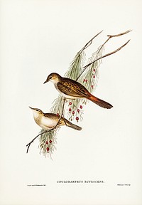 Rufous-tinted Songlark (Cincloramphus rufescens) illustrated by <a href="https://www.rawpixel.com/search/Elizabeth%20Gould?&amp;page=1">Elizabeth Gould</a> (1804&ndash;1841) for<a href="https://www.rawpixel.com/search/John%20Gould?"> John Gould</a>&rsquo;s (1804-1881) Birds of Australia (1972 Edition, 8 volumes). Digitally enhanced from our own facsimile book (1972 Edition, 8 volumes).