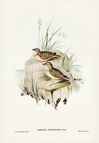 Horsfield&rsquo;s Mirafra (Mirafra Horsfieldii) illustrated by Elizabeth Gould (1804&ndash;1841) for John Gould&rsquo;s (1804-1881) Birds of Australia (1972 Edition, 8 volumes). Digitally enhanced from our own facsimile book (1972 Edition, 8 volumes).