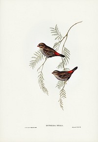 Fire-tailed Finch illustrated by Elizabeth Gould (1804&ndash;1841) for John Gould&rsquo;s (1804-1881) Birds of Australia (1972 Edition, 8 volumes). Digitally enhanced from our own facsimile book (1972 Edition, 8 volumes).