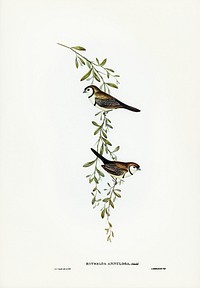 Black-rumped Finch (Estrelda annulosa) illustrated by <a href="https://www.rawpixel.com/search/Elizabeth%20Gould?&amp;page=1">Elizabeth Gould</a> (1804&ndash;1841) for <a href="https://www.rawpixel.com/search/John%20Gould?">John Gould&rsquo;</a>s (1804-1881) Birds of Australia (1972 Edition, 8 volumes). Digitally enhanced from our own facsimile book (1972 Edition, 8 volumes).