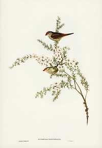Red-eyebrowed Finch (Estrelda temporalis)  illustrated by <a href="https://www.rawpixel.com/search/Elizabeth%20Gould?&amp;page=1">Elizabeth Gould</a> (1804&ndash;1841) for <a href="https://www.rawpixel.com/search/John%20Gould?">John Gould&rsquo;</a>s (1804-1881) Birds of Australia (1972 Edition, 8 volumes). Digitally enhanced from our own facsimile book (1972 Edition, 8 volumes).