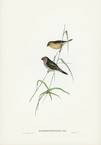 Red-tailed Finch (Estrelda ruficauda) illustrated by <a href="https://www.rawpixel.com/search/Elizabeth%20Gould?&amp;page=1">Elizabeth Gould</a> (1804&ndash;1841) for <a href="https://www.rawpixel.com/search/John%20Gould?">John Gould</a>&rsquo;s (1804-1881) Birds of Australia (1972 Edition, 8 volumes). Digitally enhanced from our own facsimile book (1972 Edition, 8 volumes).