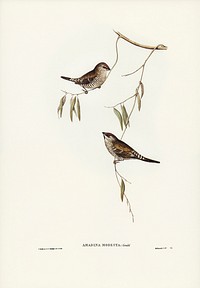 Plain-coloured Finch (Amadina modesta) illustrated by <a href="https://www.rawpixel.com/search/Elizabeth%20Gould?&amp;page=1">Elizabeth Gould</a> (1804&ndash;1841) for <a href="https://www.rawpixel.com/search/John%20Gould?">John Gould</a>&rsquo;s (1804-1881) Birds of Australia (1972 Edition, 8 volumes). Digitally enhanced from our own facsimile book (1972 Edition, 8 volumes).