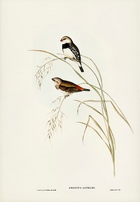 Spotted-sided Finch (Amadina Lathamii) illustrated by <a href="https://www.rawpixel.com/search/Elizabeth%20Gould?&amp;page=1">Elizabeth Gould</a> (1804&ndash;1841) for <a href="https://www.rawpixel.com/search/John%20Gould?">John Gould</a>&rsquo;s (1804-1881) Birds of Australia (1972 Edition, 8 volumes). Digitally enhanced from our own facsimile book (1972 Edition, 8 volumes).