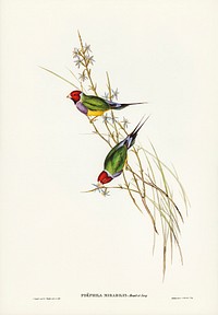 Beautiful Grass Finch (Poephila mirabilis, Homb&amp;Jacq) illustrated by <a href="https://www.rawpixel.com/search/Elizabeth%20Gould?&amp;page=1">Elizabeth Gould</a> (1804&ndash;1841) for <a href="https://www.rawpixel.com/search/John%20Gould?">John Gould</a>&rsquo;s (1804-1881) Birds of Australia (1972 Edition, 8 volumes). Digitally enhanced from our own facsimile book (1972 Edition, 8 volumes).